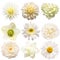 Collection beautiful head white flowers of hydrangea, dahlia, rose, chamomile, daffodil, helleborus, peony, daisy