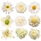 Collection beautiful head white flowers of hydrangea, dahlia, rose, lily, helleborus, peony, daisy isolated on white background