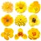 Collection beautiful head yellow flowers of rose, dahlia, daisy, gerbera, poppy, tigridia, tulip, lily