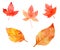 Collection of beautiful orange autumn leaves isolated on white background. Set of hand-painted in watercolor and brush on paper. C