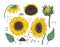 Collection of beautiful realistic drawings of sunflower parts. Bundle of flowers, buds, seeds and leaves hand drawn on