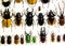 Collection of beetle with pins. Insect collection of entomologist. A rare collection of beetles in a showcase. Mauritius