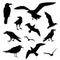 Collection of Bird Silhouettes