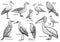 Collection of birds illustration, drawing, engraving, ink, line art, vector