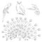 Collection of birds. Owl, peacock, parrot and hummingbird in one line modern style. Solid line, outline for decor, posters, sticke
