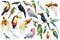 Collection birds, parrot, toucan, hummingbird and hornbill. Tropical watercolor illustration isolated white background.