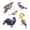 Collection of birds. watercolor painting isolated on white background.