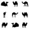 Collection of black camels, silhouette on a white background