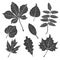 Collection of black leaf silhouettes