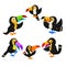 The collection of black toucan with the different posing