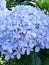 A collection of blooming blue Hydrangea flowers.