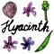 Collection of blooming hyacinth on an isolated white background. The contour is drawn by hand. Jacinth for greeting cards,