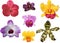 Collection of blooming orchids on a white background. Single flowers of different varieties