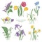 Collection of blooming spring flowers and flowering plants hand drawn in vintage style - tulip, lilac, narcissus, forget