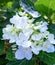 A collection of blooming white Hydrangea flowers.