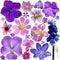 Collection of blue, purple flowers