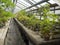 Collection of bonsai in the greenhouse