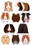 Collection of breeds of guinea pig
