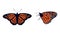 Collection Bright orange monarch butterflies