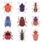 Collection of Bugs and Beetles, Various Insects Species Top View Vector Illustration