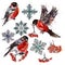 Collection of bullfinch birds, snowflakes and rowan