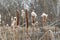 Collection of bushy brown cattails covered with snow and ice