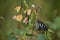 Collection of Butterfly. Plain tiger and tiger butterflies.