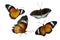 Collection Butterfly spots orange yellow white background Isolate