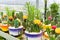 Collection cactus in a colorful pots