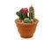 Collection of cactus in a terracotta pot on white background