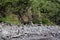 A collection of cairns built on the rocky shore of Pololu Valley in front of lush vegetation in North Kohala, Hawaii