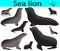 Collection of california sea lions