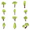 Collection of cartoon trees island with leaves. Orchard, fruit plants, shrubs bushes. Forest line pines, cypresses