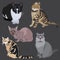 Collection Cats of Different Breeds. Vector cats on gray background