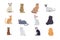 Collection Cats of Different Breeds. Vector cats on white background