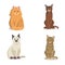 Collection Cats of Different Breeds. Vector isolated cat on white background. Home animal or pets. Fanny kittens faces