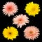 Collection chrysanthemum isolated on black background