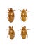 Collection of cicada exuviae