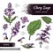 Collection of Clary sage twigs with leaves and flowers . Detailed hand-drawn sketches, vector botanical illustration