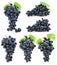 Collection cluster of blue grape isolated