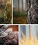 Collection collage of images of beautiful close-up details of pine forest after rain