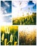 Collection collage of images of nature, grass sky wildflowers, abstract natural background for design