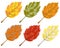 Collection of color autumn leaves