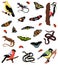 Collection of color illustrations of birds, butterflies and amphibious