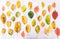 Collection of colorful autimn leaves topv view on white marble background