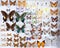 A collection of colorful butterflies in a display case