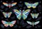 Collection of colorful butterflies on a floral background, vector set of insects, vintage style, wings, flowers, leaves.