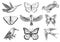 Collection of colorful butterfly insects and birds. Entomological symbol of freedom. Engraved hand drawn vintage sketch