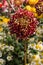 Collection of colorful chrysanthemum flowers