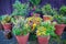 Collection of  colorful flowers and ornamental plants in pots against the wooden wall on a corner of town street